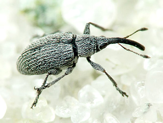 Squamapion elongatum (Germar, 1817)