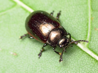 Chrysolina marginata (Linnaeus, 1758)