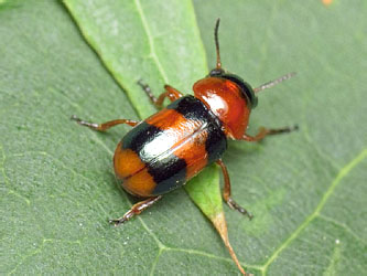 Coptocephala quadrimaculata (Linnaeus, 1767)