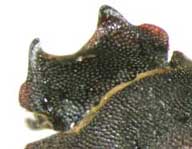 punctatus