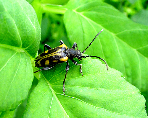 Brachyta interrogationis (Linnaeus, 1758)