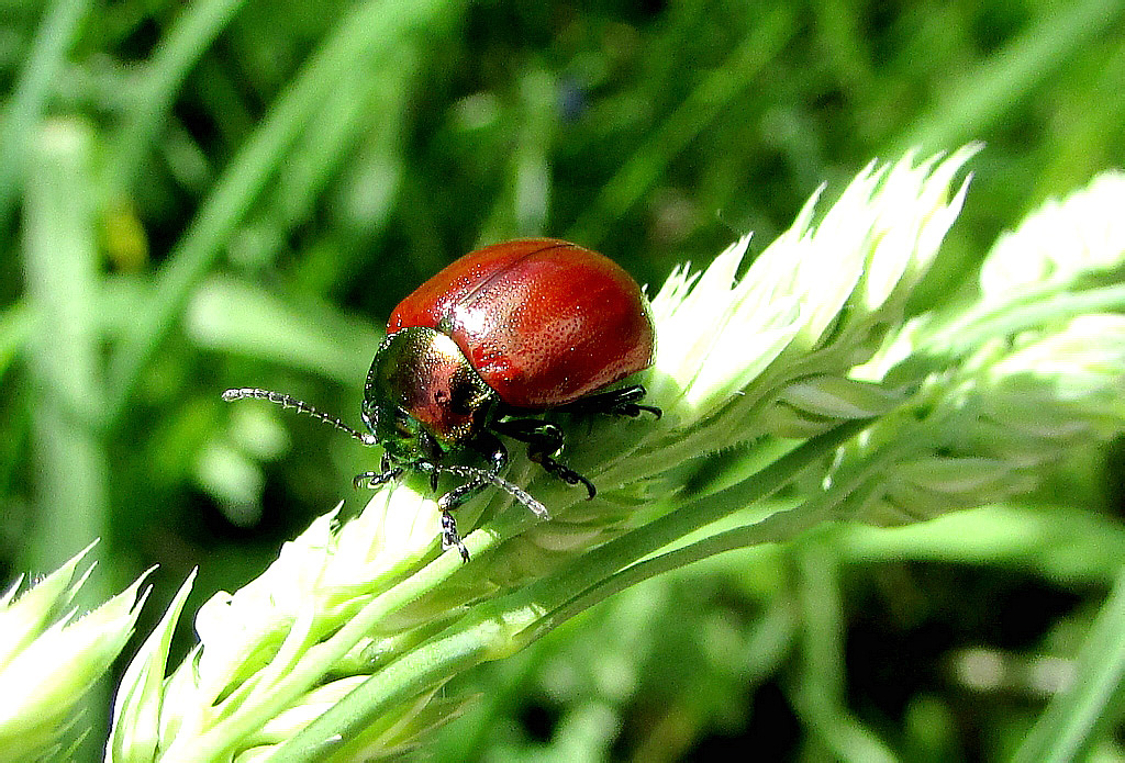 Chrysolina polita (Linnaeus, 1758)