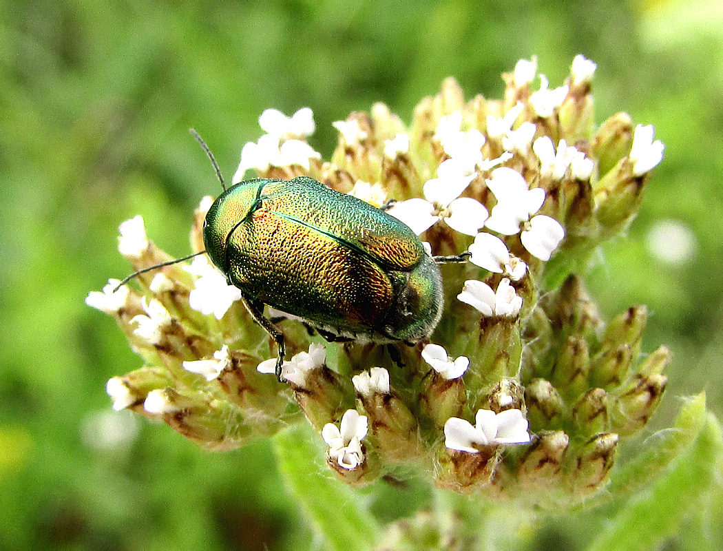 Cryptocephalus ? solivagus Leonardi & Sassi, 2001