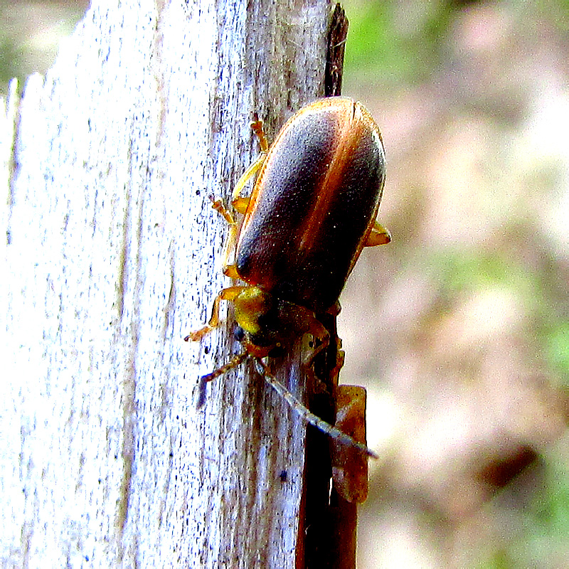 Galerucella lineola (Fabricius, 1781)