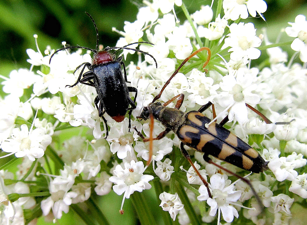 Leptura annularis F., 1801 et Dinoptera collaris (L., 1758)