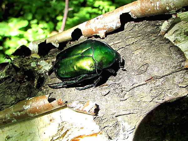 Protaetia speciosissima (Scopoli, 1786)</b> - det. L.V. Egorov, 2018