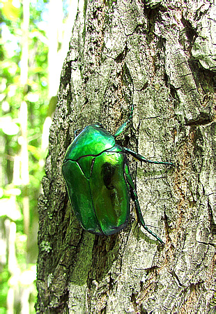 Protaetia speciosissima (Scopoli, 1786)</b> - det. L.V. Egorov, 2018