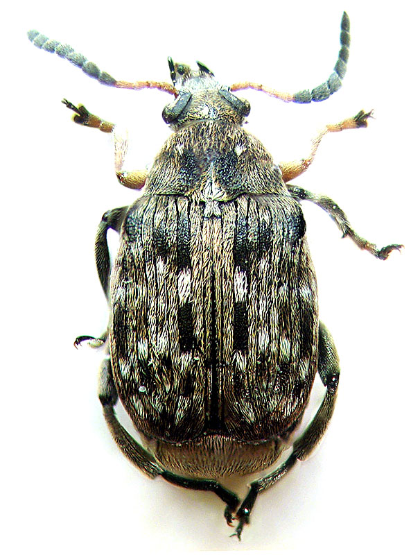 Bruchus incurvatus 