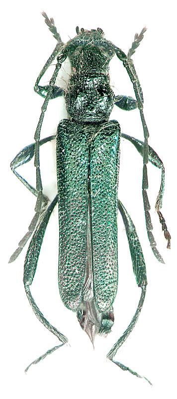 
   Callimus angulatus (Schrank, 1789) 