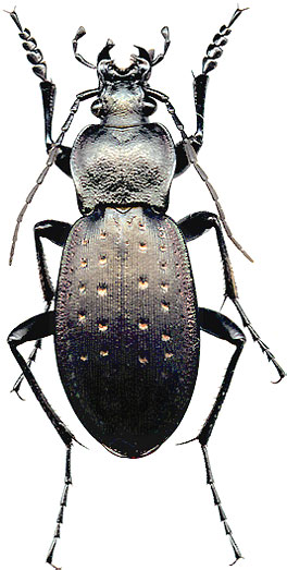 Carabus (Oreocarabus) hortensis