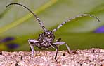 Cerambycidae