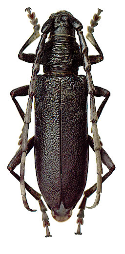 Cerambyx scopolii - female 