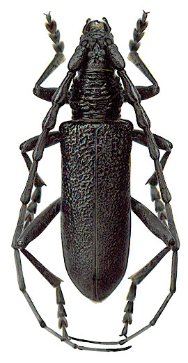 Cerambyx scopolii - male 