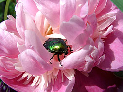   Cetonia aurata (Scarabaeidae)
         -   