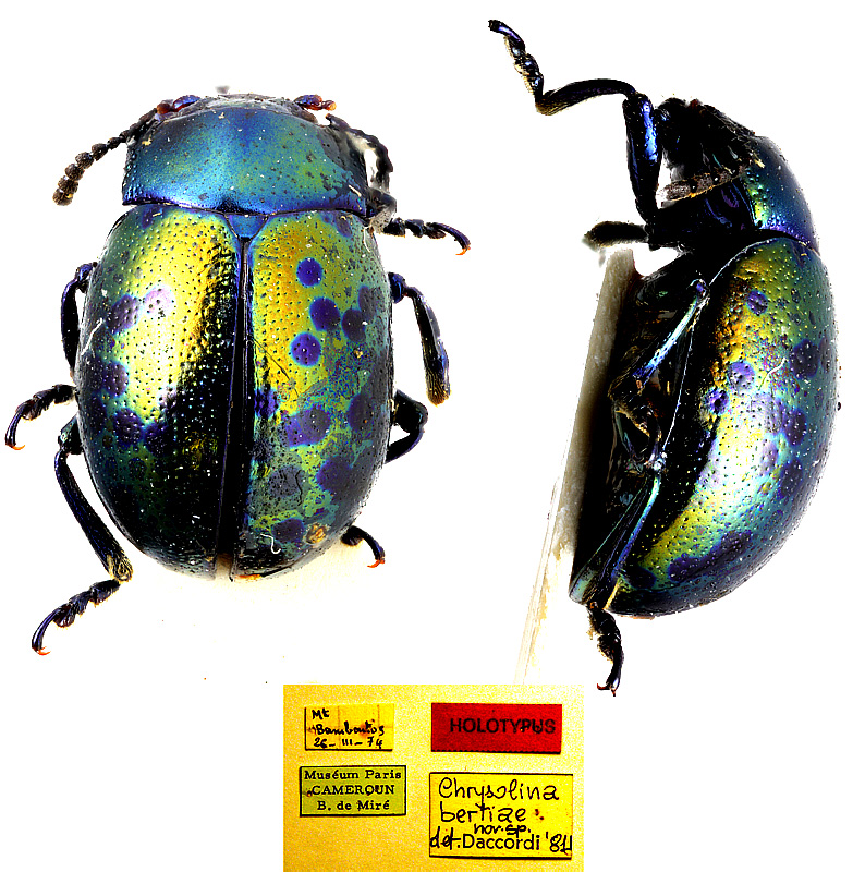 Original combination: Chrysolina (Ghesquiereita) bertiae Daccordi, 1982