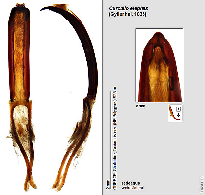 Curculio elephas (Gyllenhal, 1836)