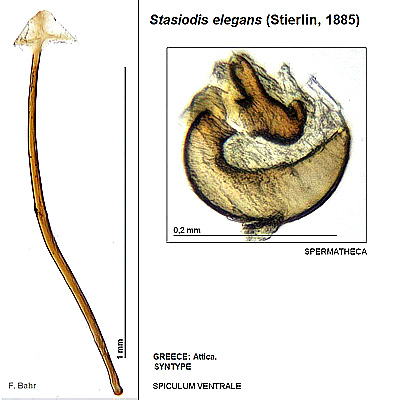 Stasiodis elegans (Stierlin, 1885)