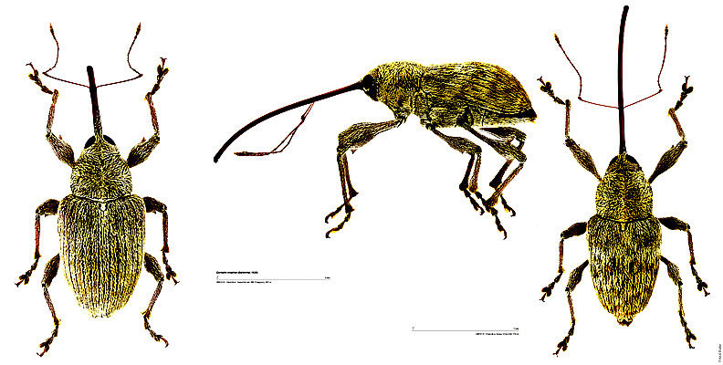 Curculio elephas (Gyllenhal, 1836)