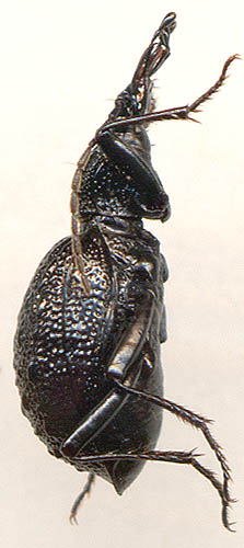 Cychrus morawitzi, 