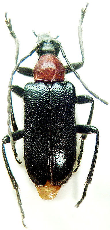 Dinoptera (s.str.) collaris