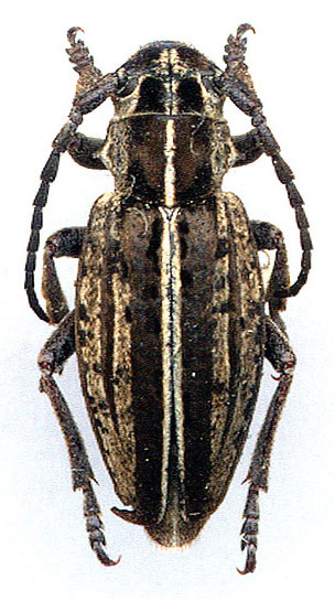 Dorcadion pusillum - female 