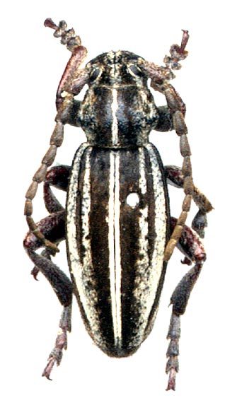  Dorcadion sareptanum  