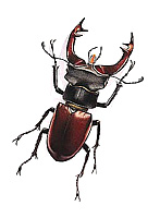 -<br>Lucanus cervus