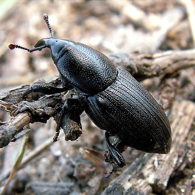 Sphenophorus striatopunctatus (Goeze, 1777)