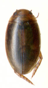 Laccophilus biguttatus, female