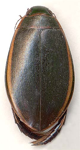 Cybister lateralimarginalis, 