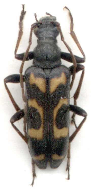 Evodinellus borealis 