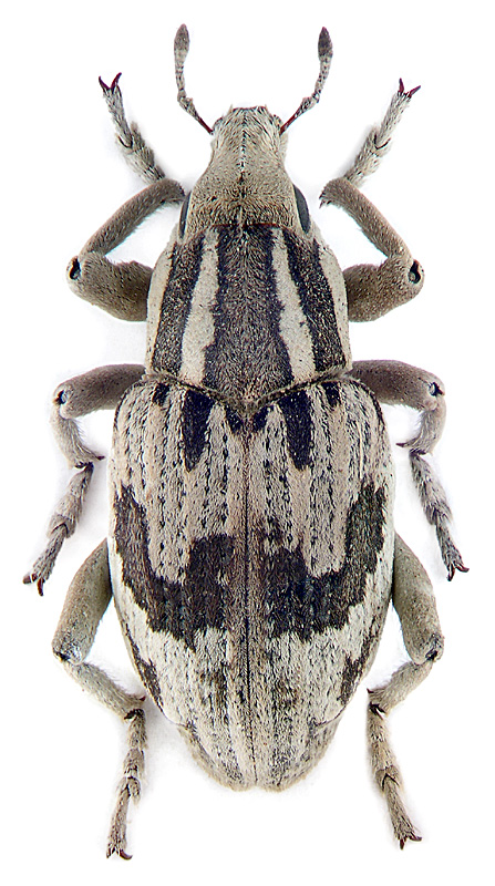 Chromonotus pictus Pall.