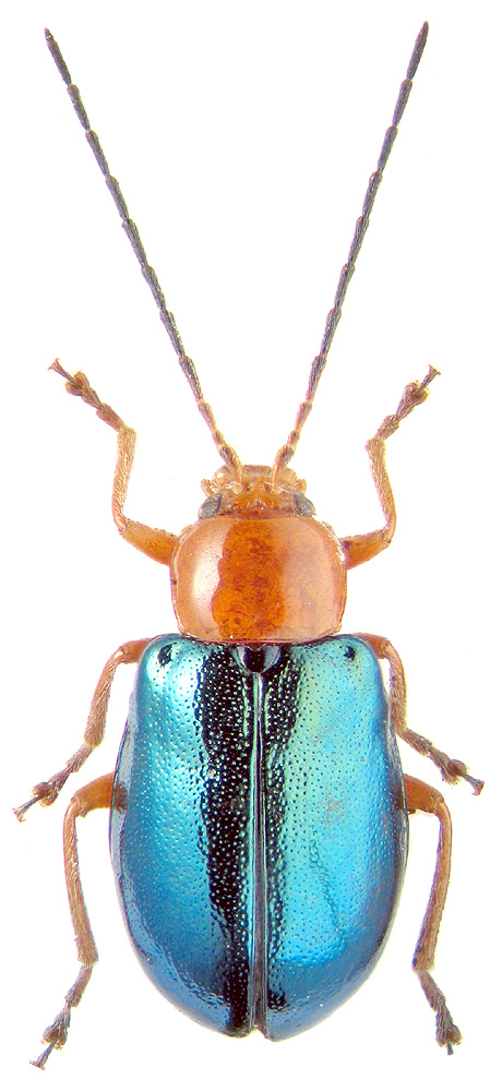 Cneorama violaceipennis