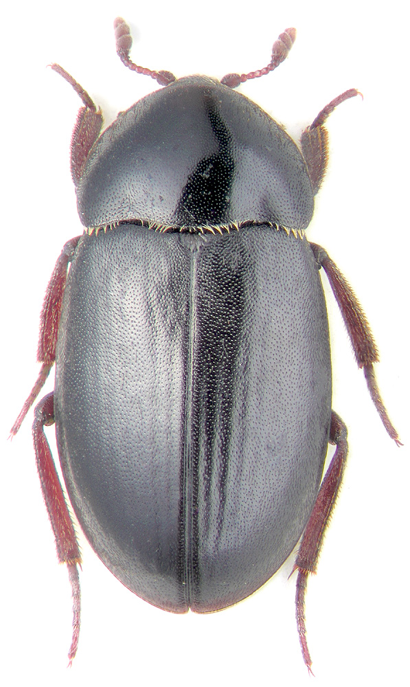 Dermestes cf. olivieri