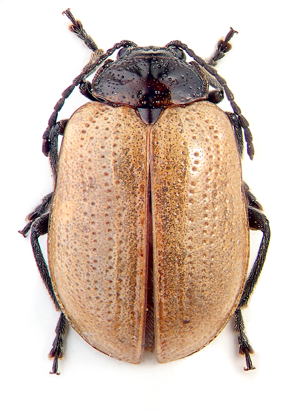 Galerucida flavipennis Sols.