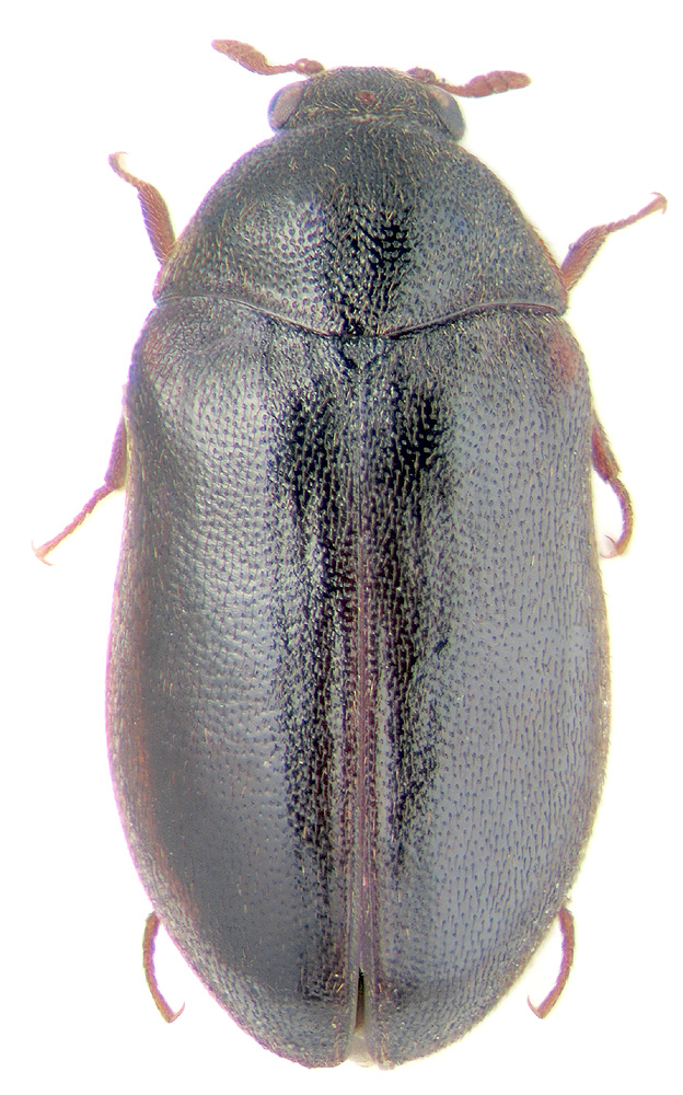 Globicornis breviclavatus Rtt.