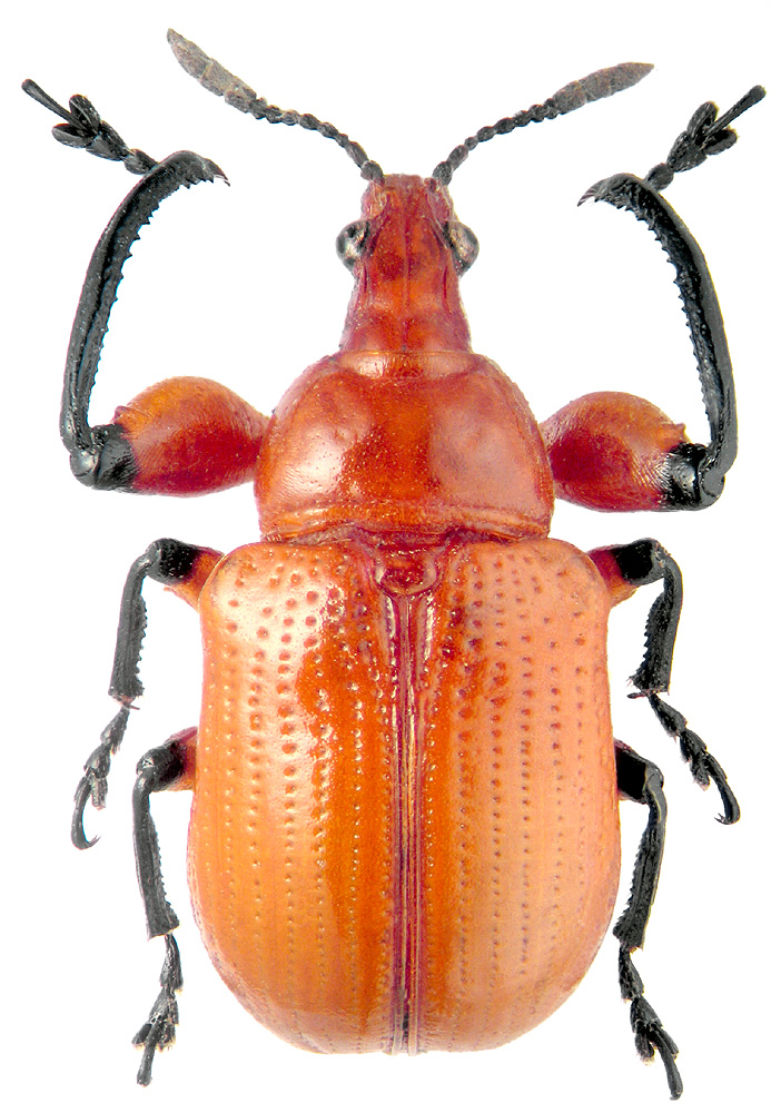 Henicolabus giganteus Fst.