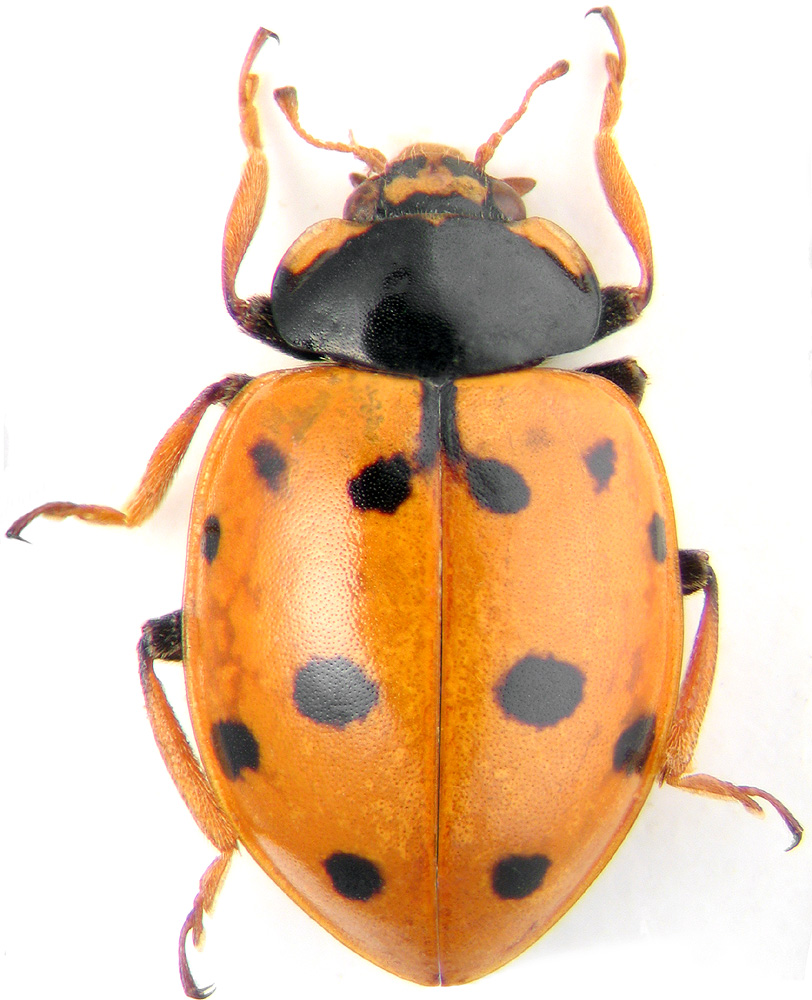 Hippodamia heideni Wse