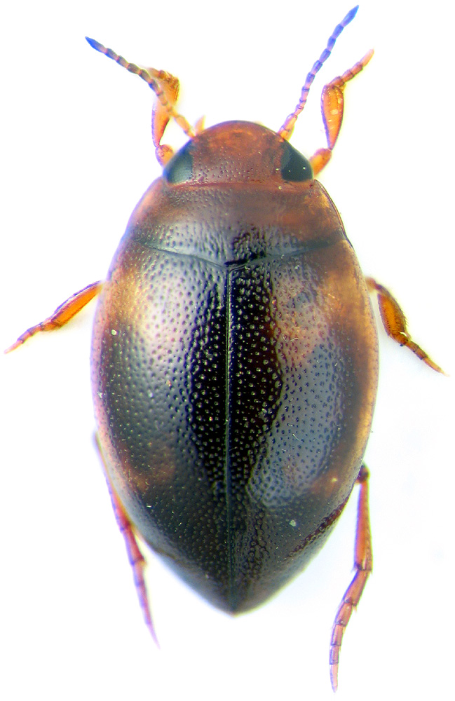 Hygrotus decoratus Gyll