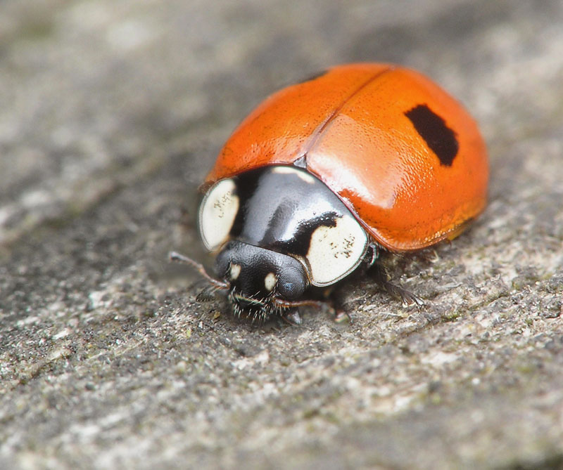 Коровка двухточечная (Adalia bipunctata)