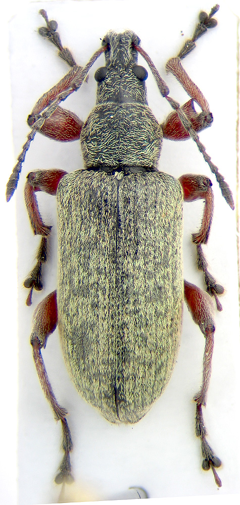 Phyllobius calcaratus F.