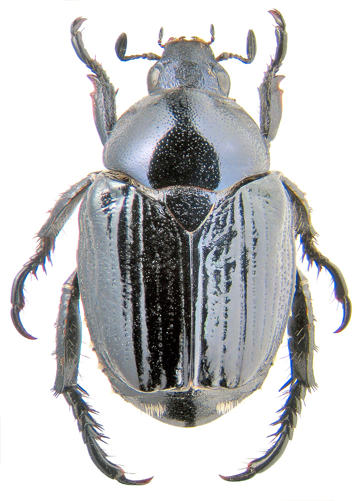 Popillia flavosellata Fairmaire, 1886