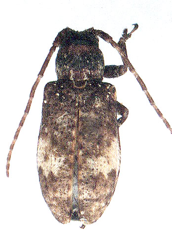 Pterolophia maacki