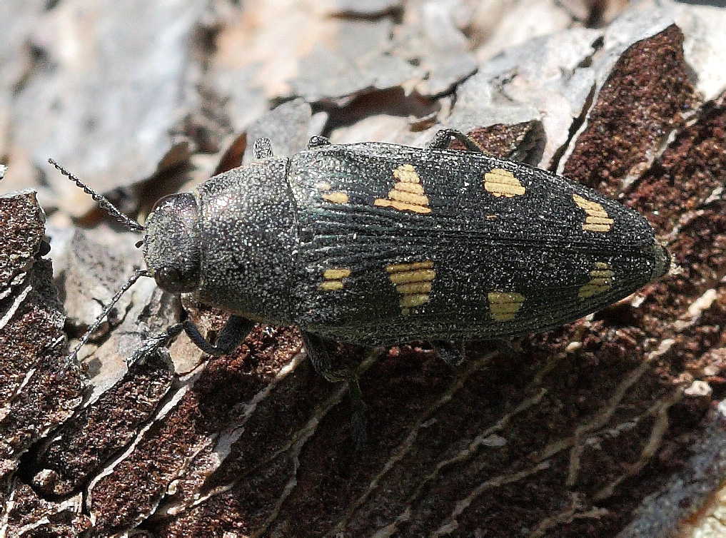 Buprestis (=ancyloheira) octoguttata Linnaeus, 1758*