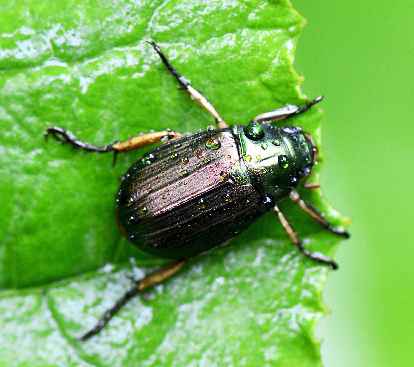 Хрущик. Луговой Хрущик Жук. Хрущик Mimela. Хрущик садовый Phyllopertha horticola. Металлический Хрущик Сибирский зеленый.