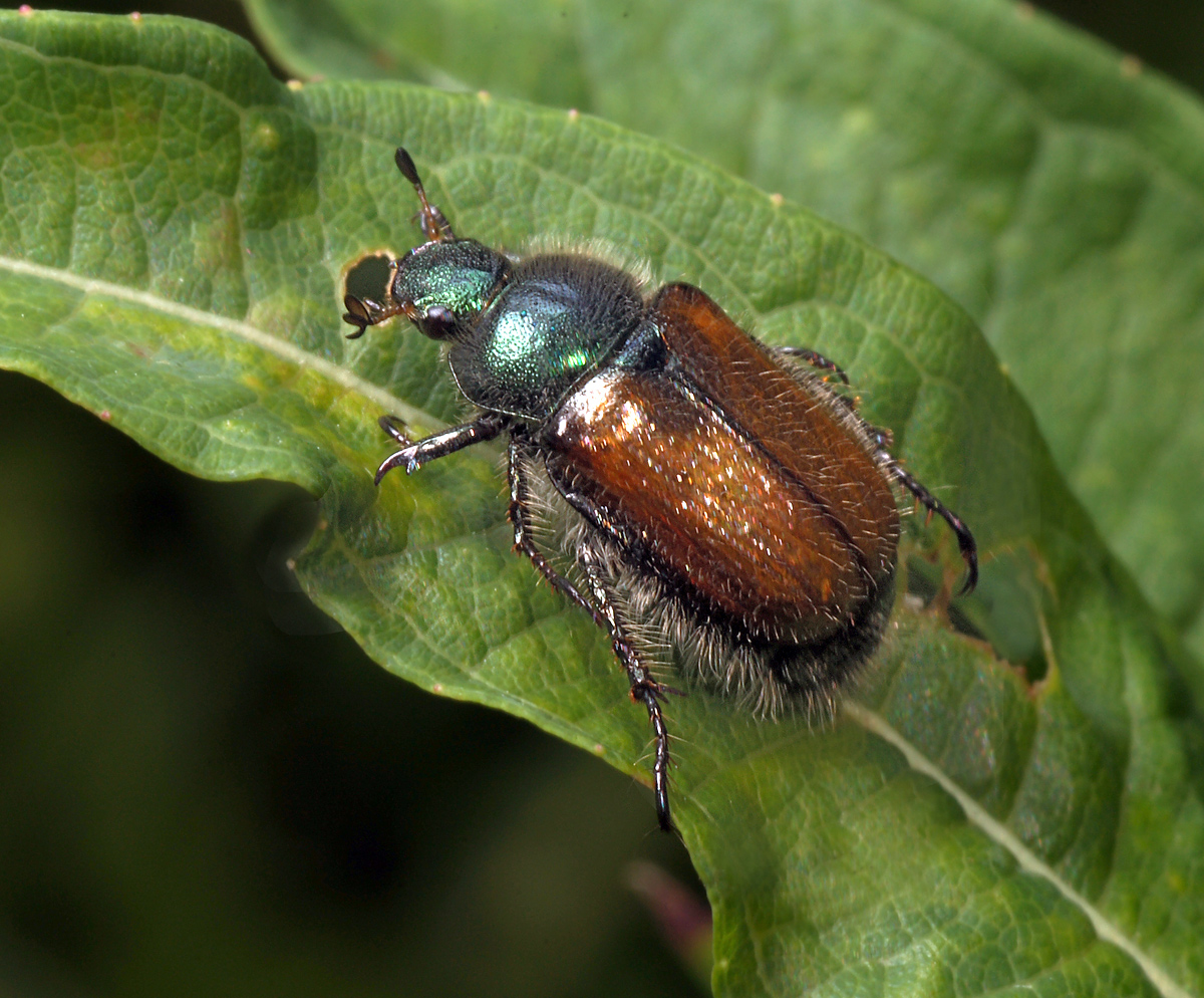 Хрущик. Садовый Хрущик Жук. Луговой Хрущик Жук. Phyllopertha horticola l. (Хрущик садовый. Жук рыжий Хрущик.