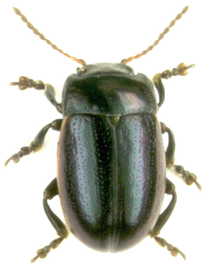 Chrysolina analis (Linnaeus, 1767)