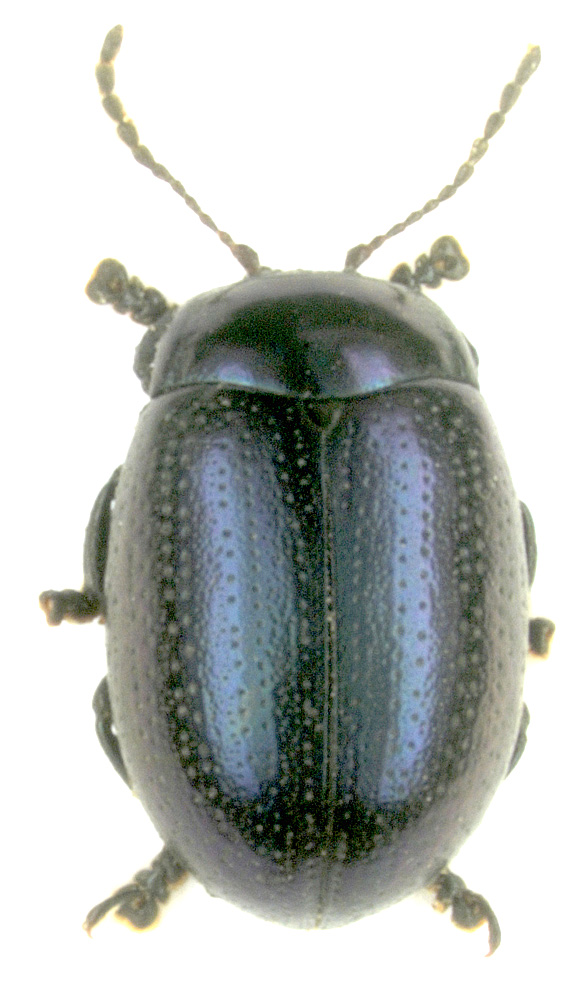 Chrysolina geminata (Paykull, 1799)