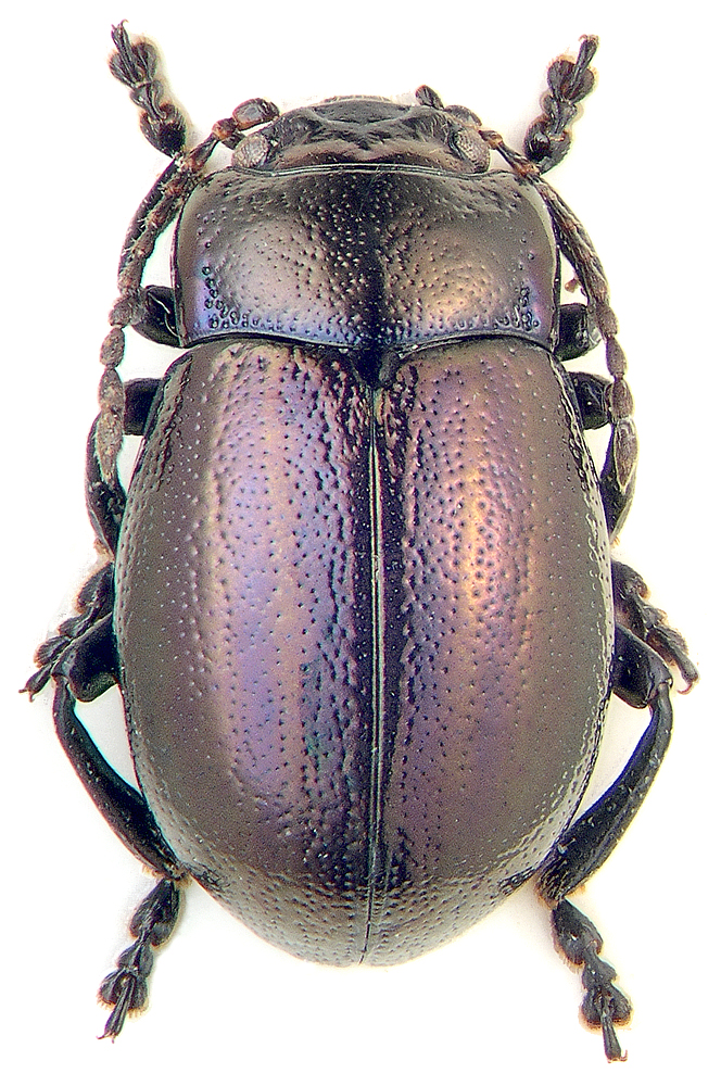 Chrysolina angusticollis Motsch., 1860