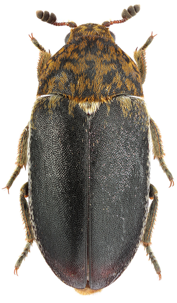 Dermestes fasciventris